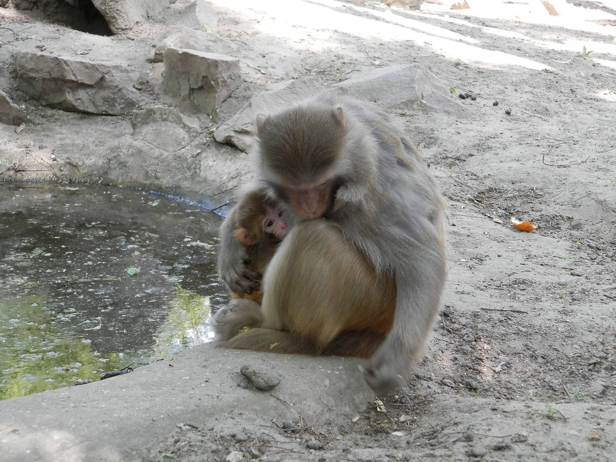 Egy picike rhesus makákó született a Vadaskertünkben. Édesanyja óvja, de így is láthatóak a külső kifutóban