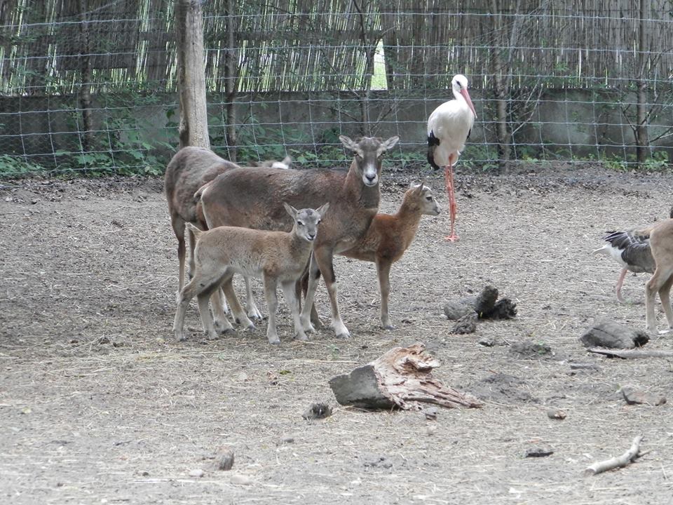 Kis muflonok születtek a vadaskertben
